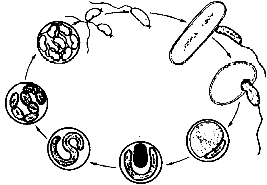 弧菌手绘图图片